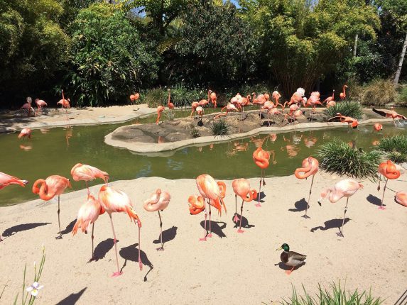 san-diego-zoo